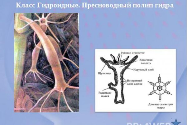 Кракен тгк