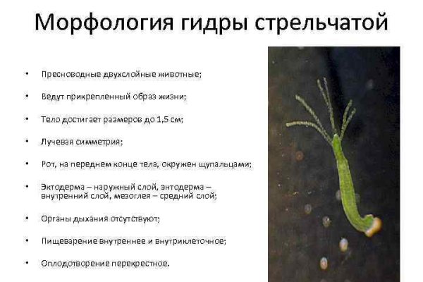 Ссылка на кракен в тор браузере